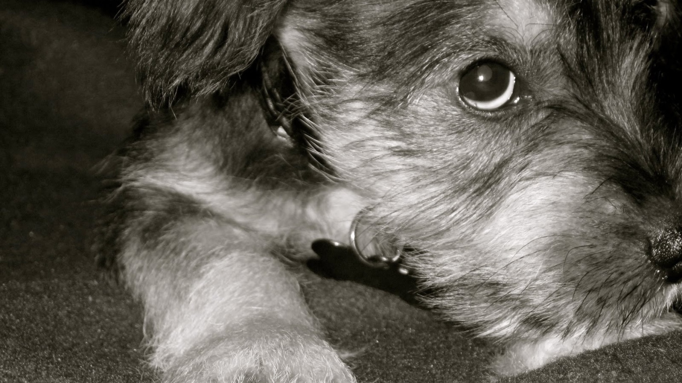 Грустная собака шнауцер