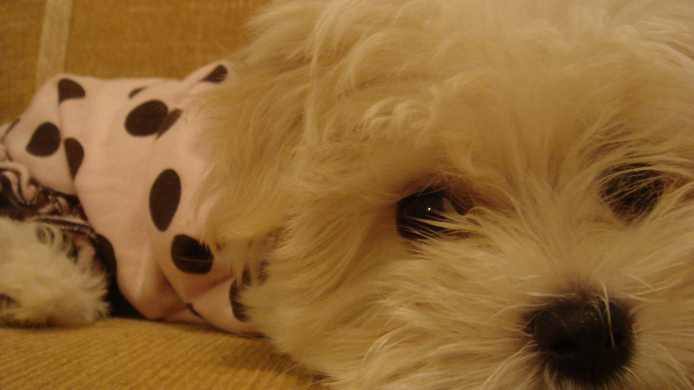 Грустные глаза у болонки