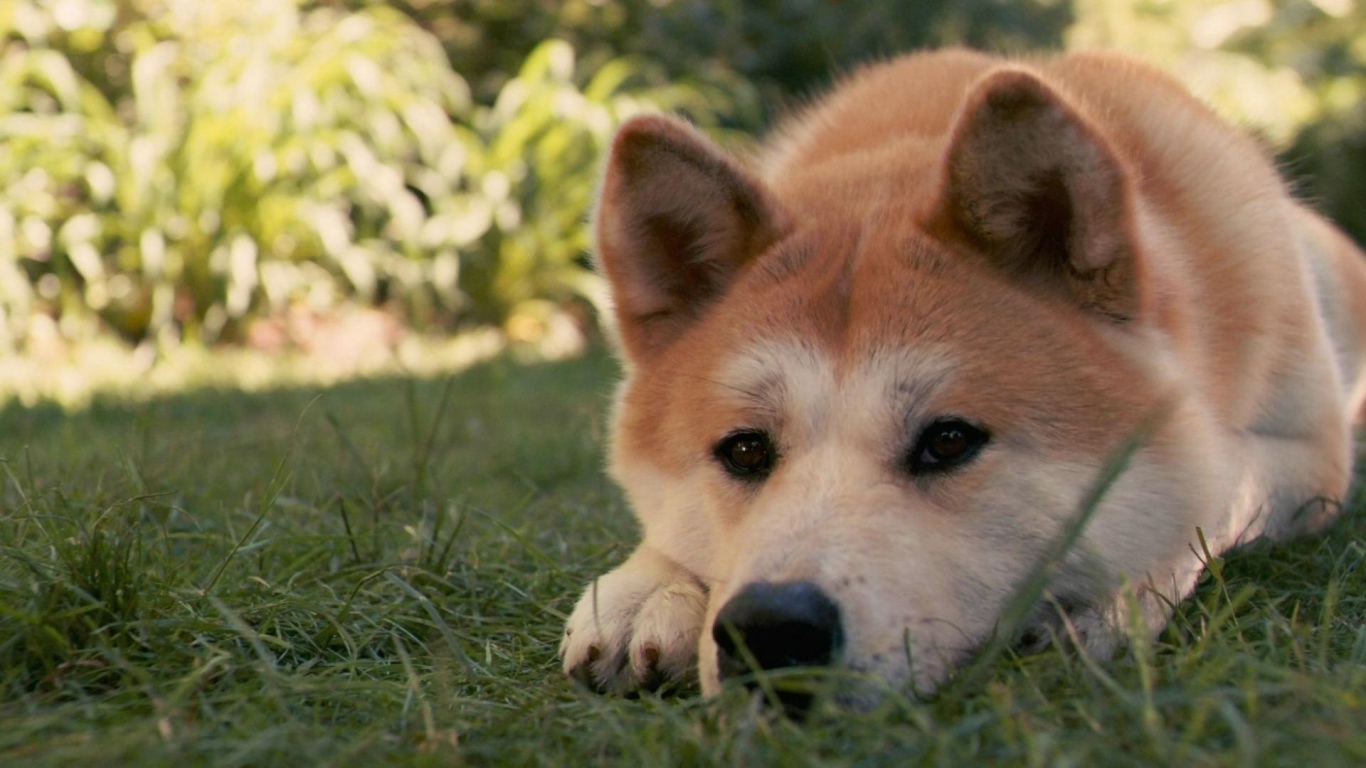 Грустная лайка лежит на траве