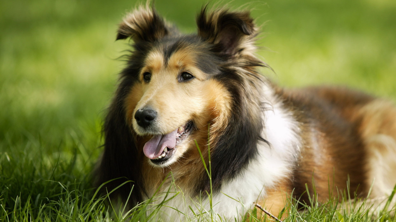 Грустный взгляд колли