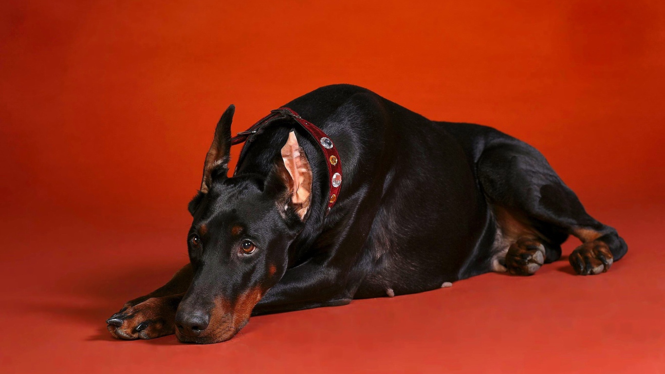 Грустный взгляд добермана