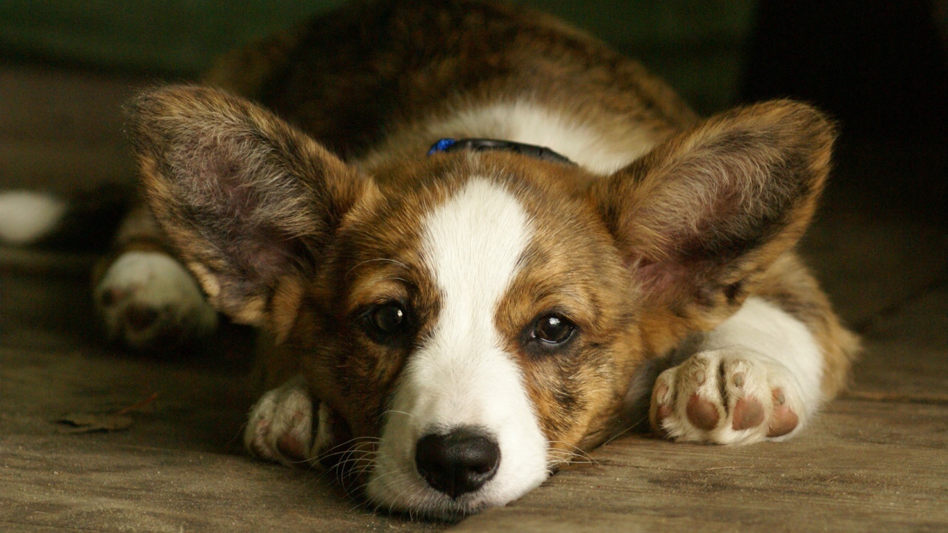 Грустный вельш-корги