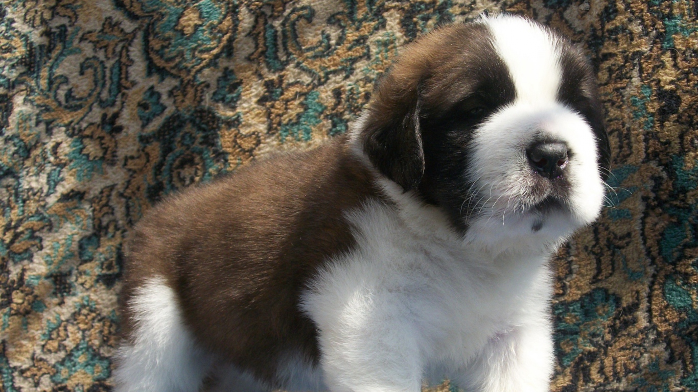 Щенок сенбернара на фоне ковра