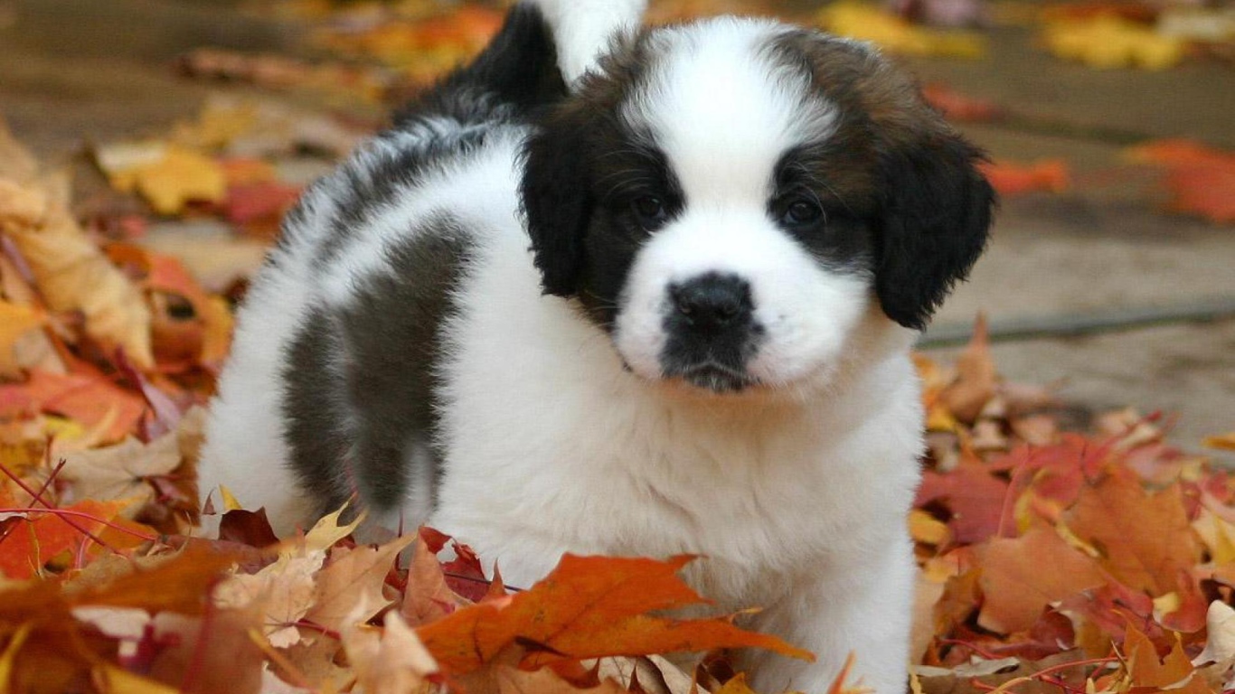 Щенок сенбернара в листьях