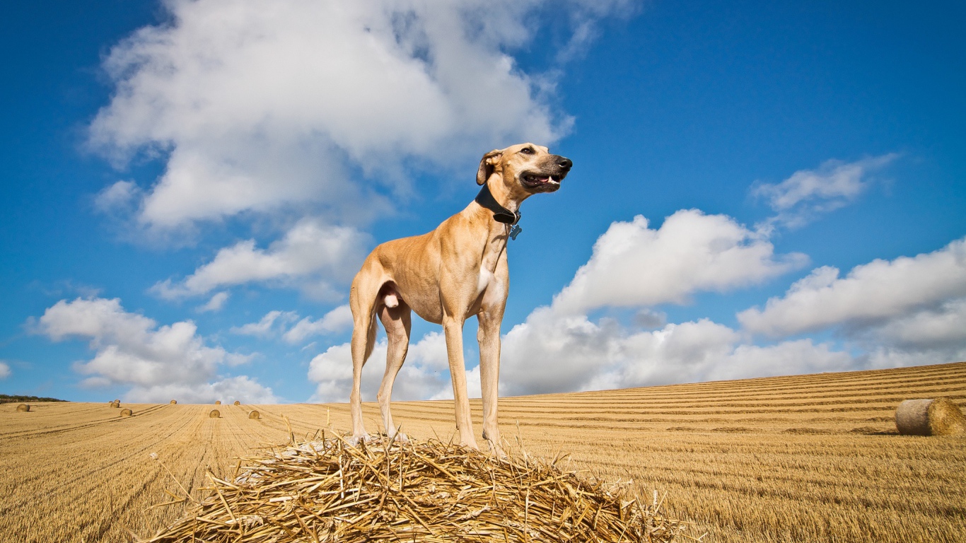 Пес салюки на убранном поле