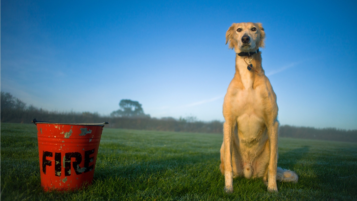 Собака салюки с пожарным ведром