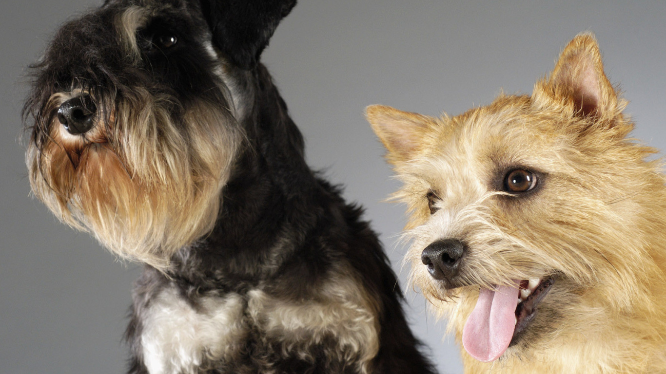 Шнауцер и терьер