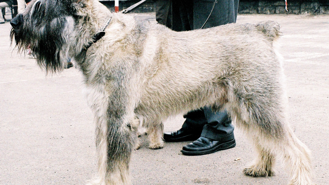 Шнауцер на выставке собак