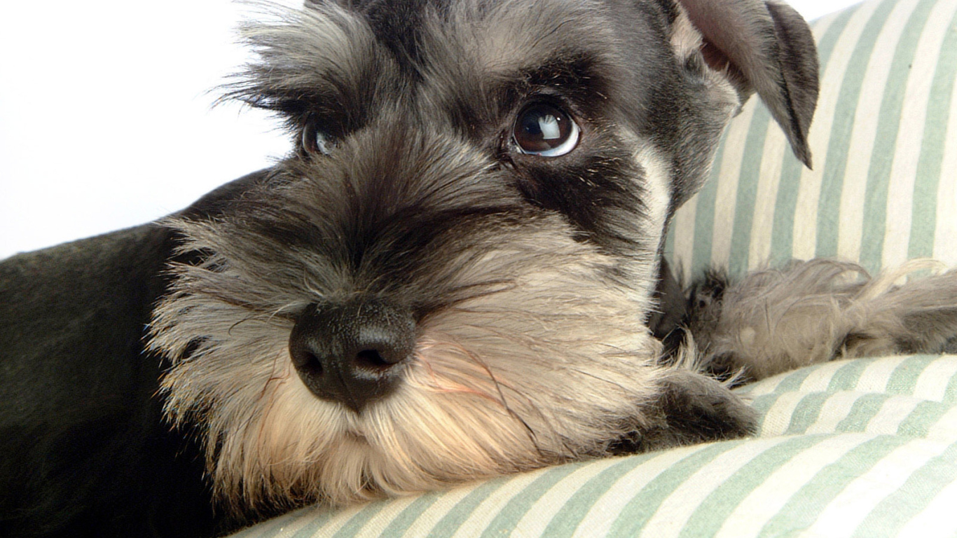 Шнауцер лежит на перине