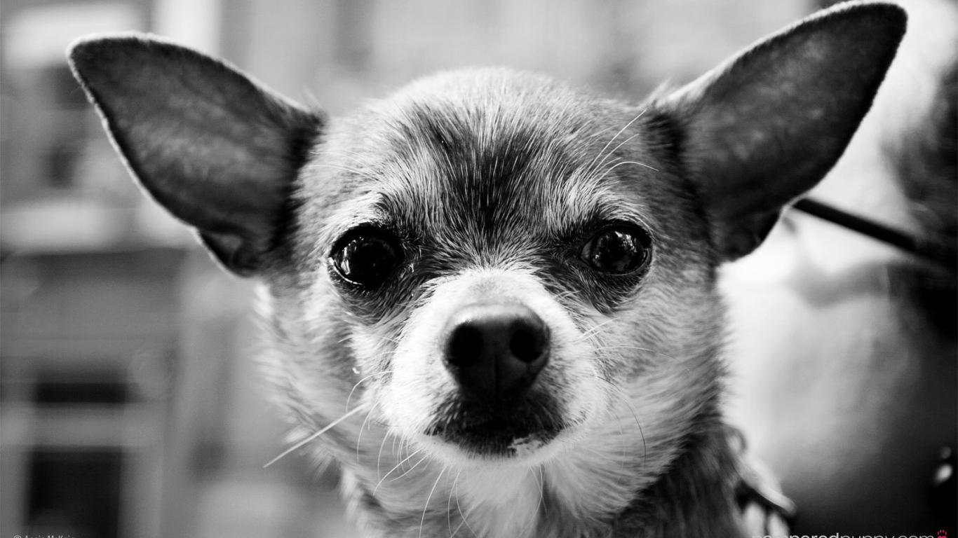 Серьезный взгляд чихуахуа