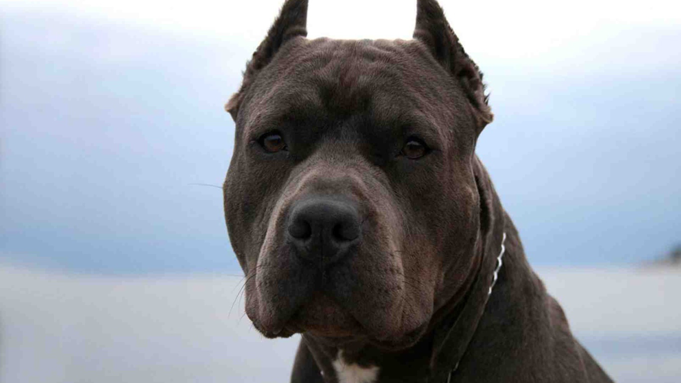 Серьезный взгляд питбуля