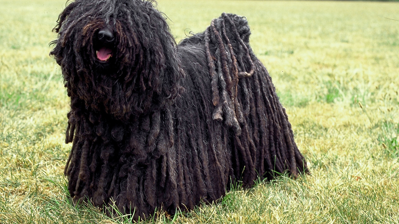 Лохматый комондор во всей красе