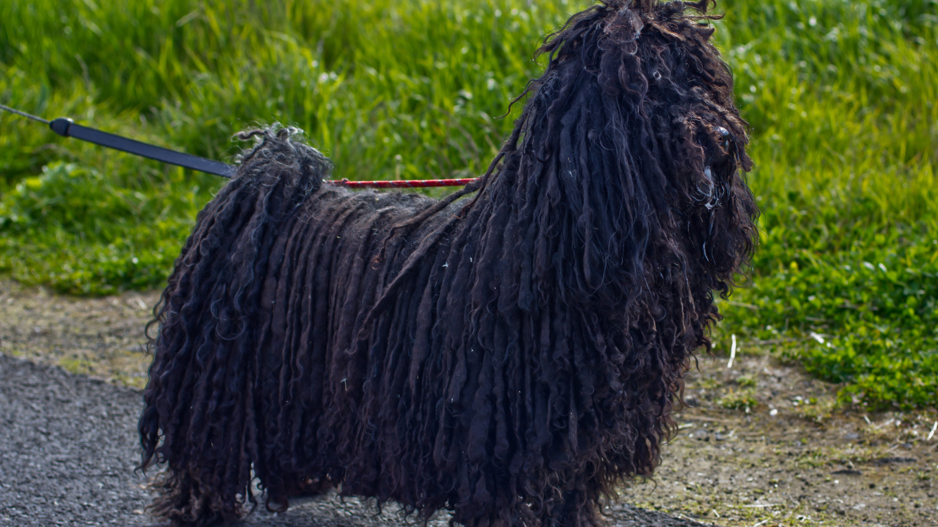 Лохматый черный комондор