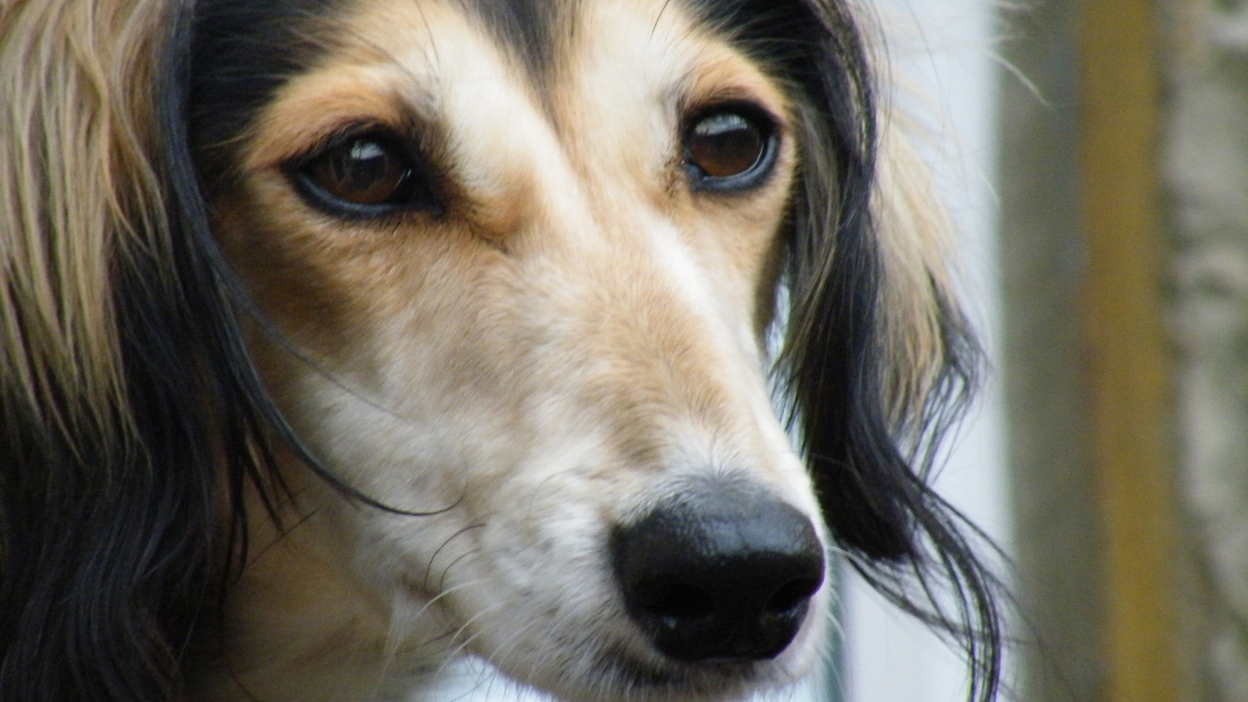 Лохматая собака салюки