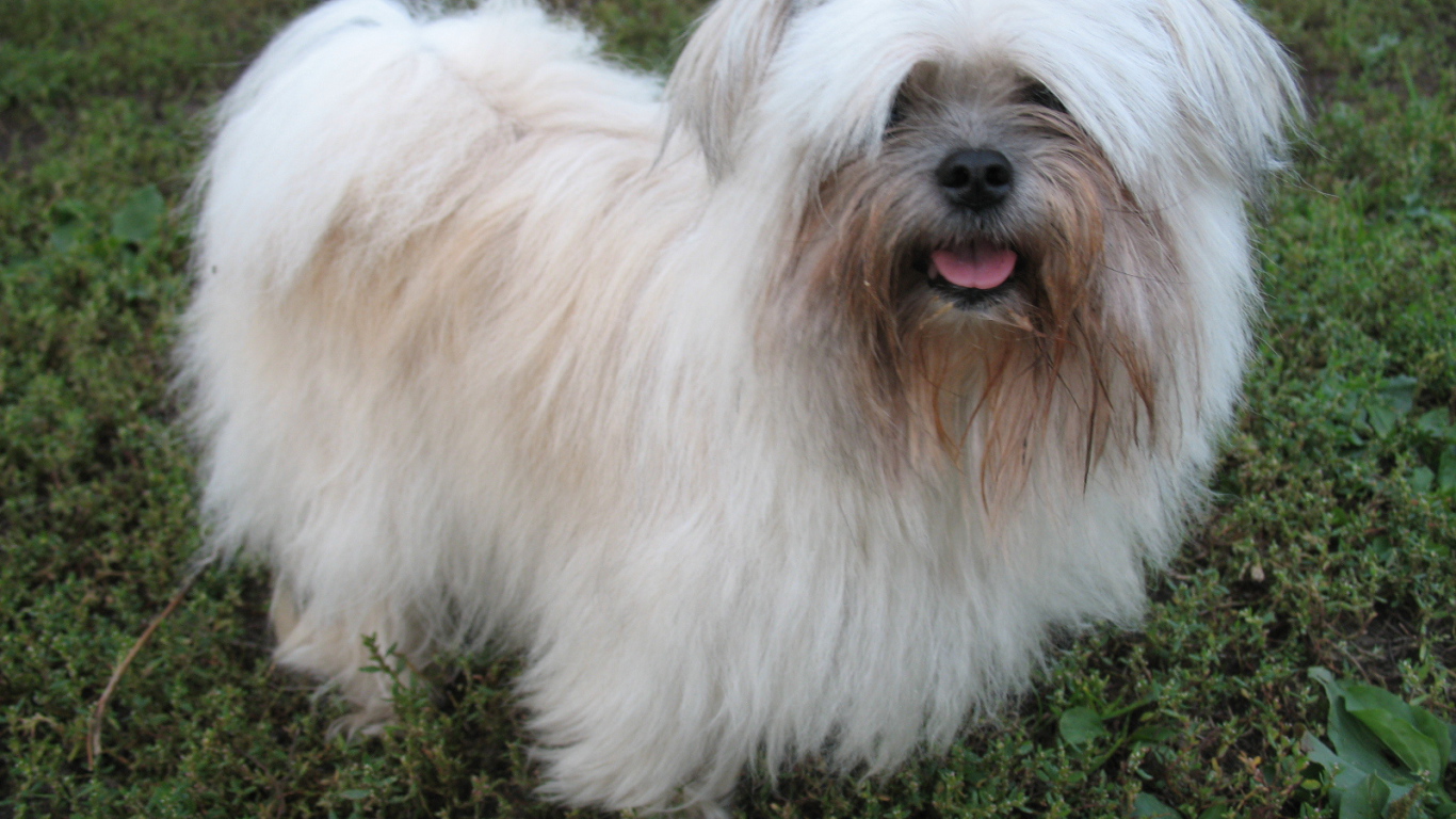 Лохматая болонка на газоне