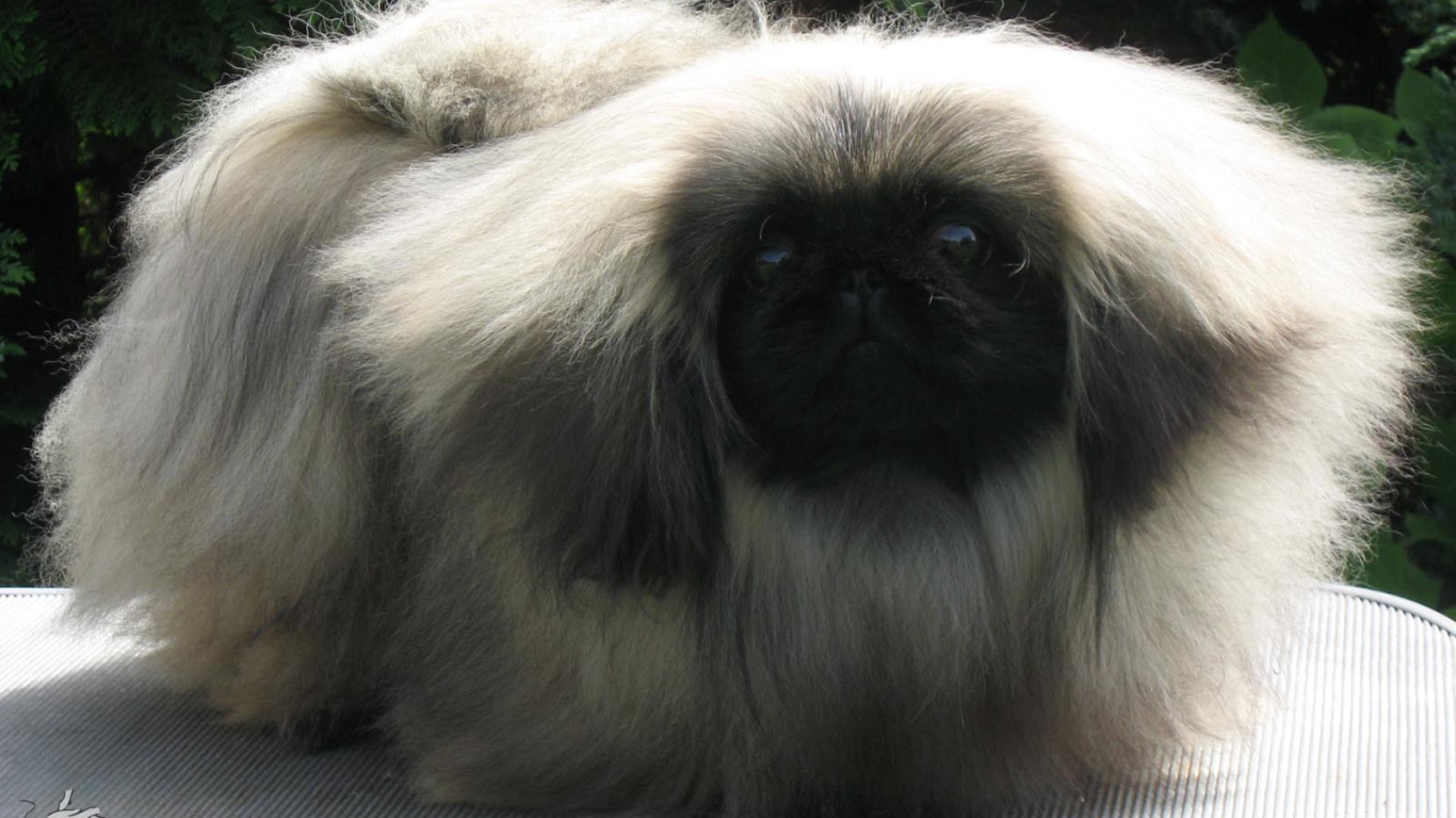 Лохматое чудо пекинес