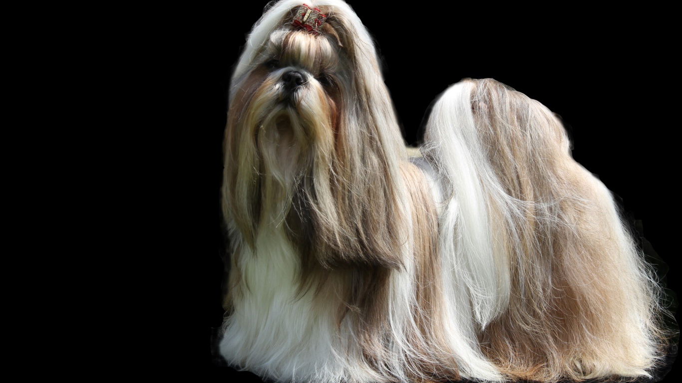 Собака шитцу с длинной шерстью