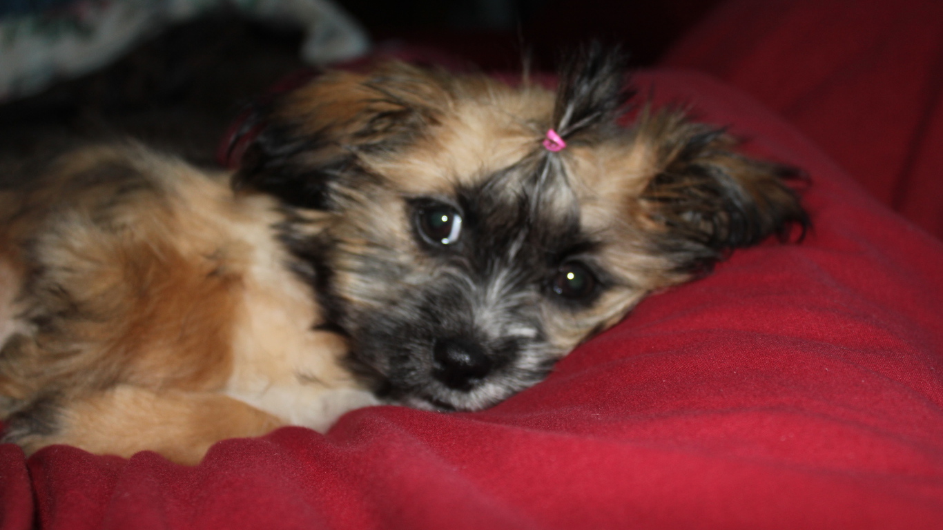 Шитцу лежит на перине