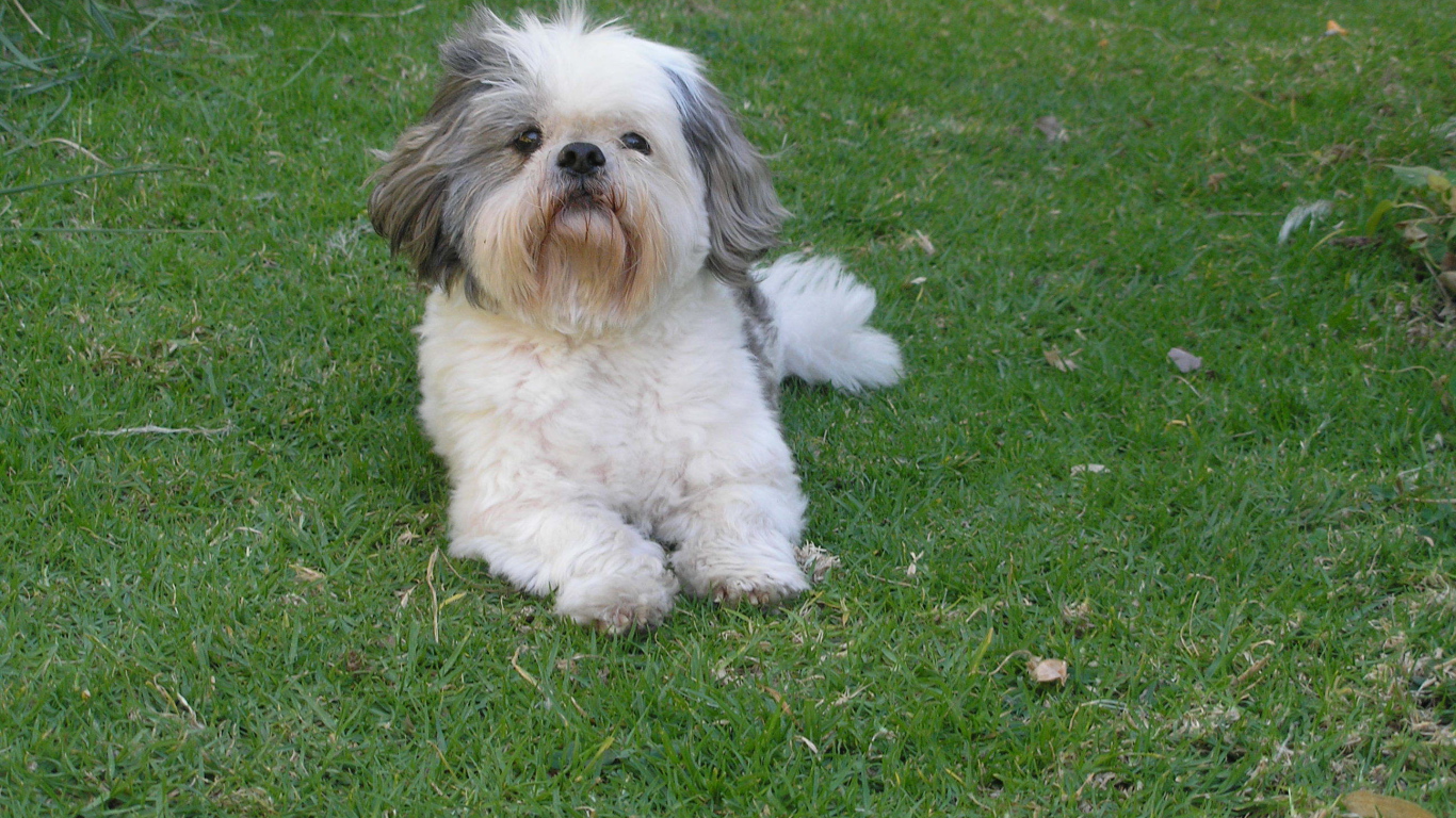 Шитцу лежит на траве