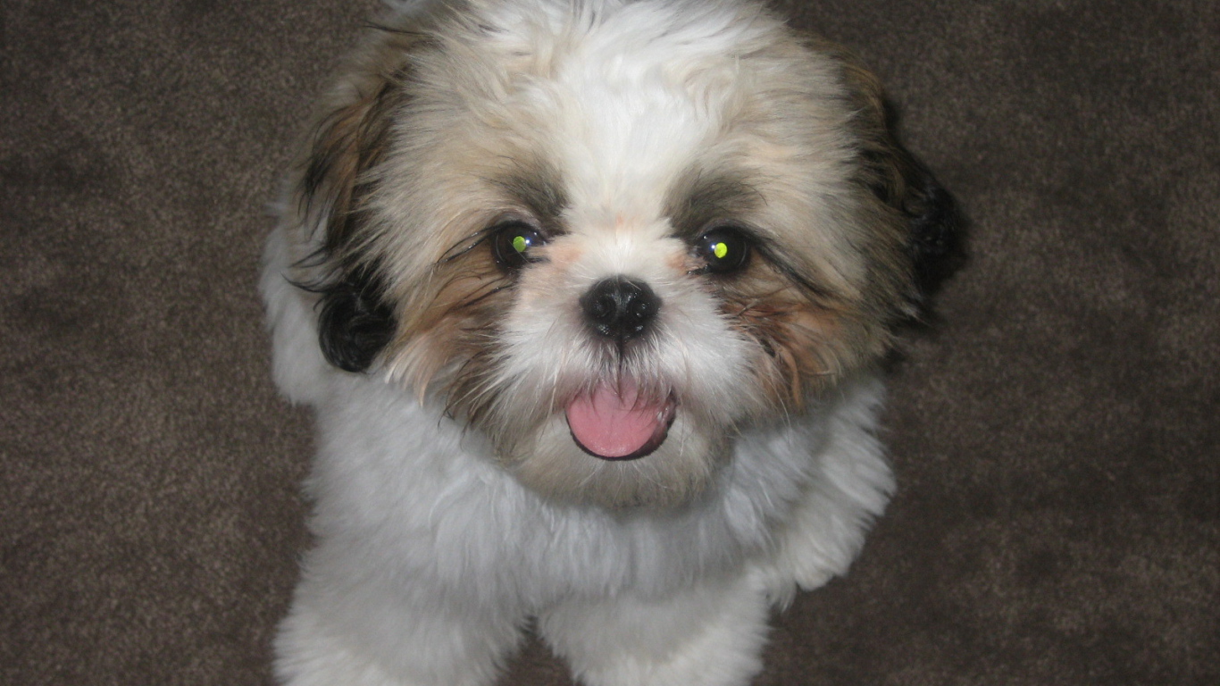 Шитцу с горящими глазами