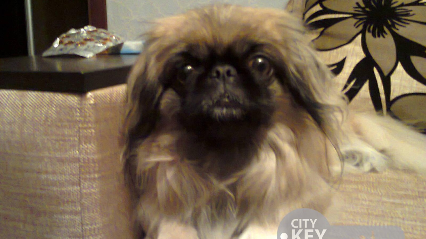 Маленький друг человека пекинес