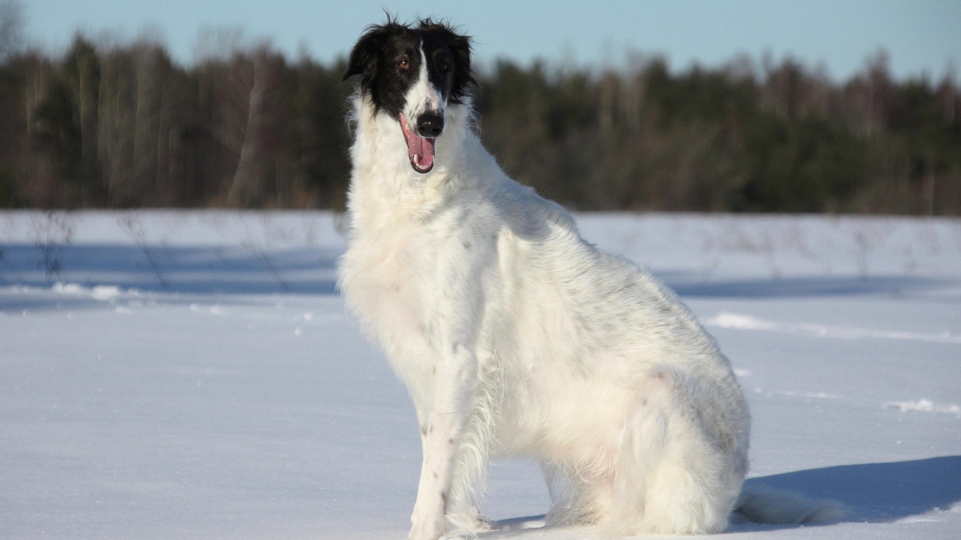 Улыбчивая борзая собака