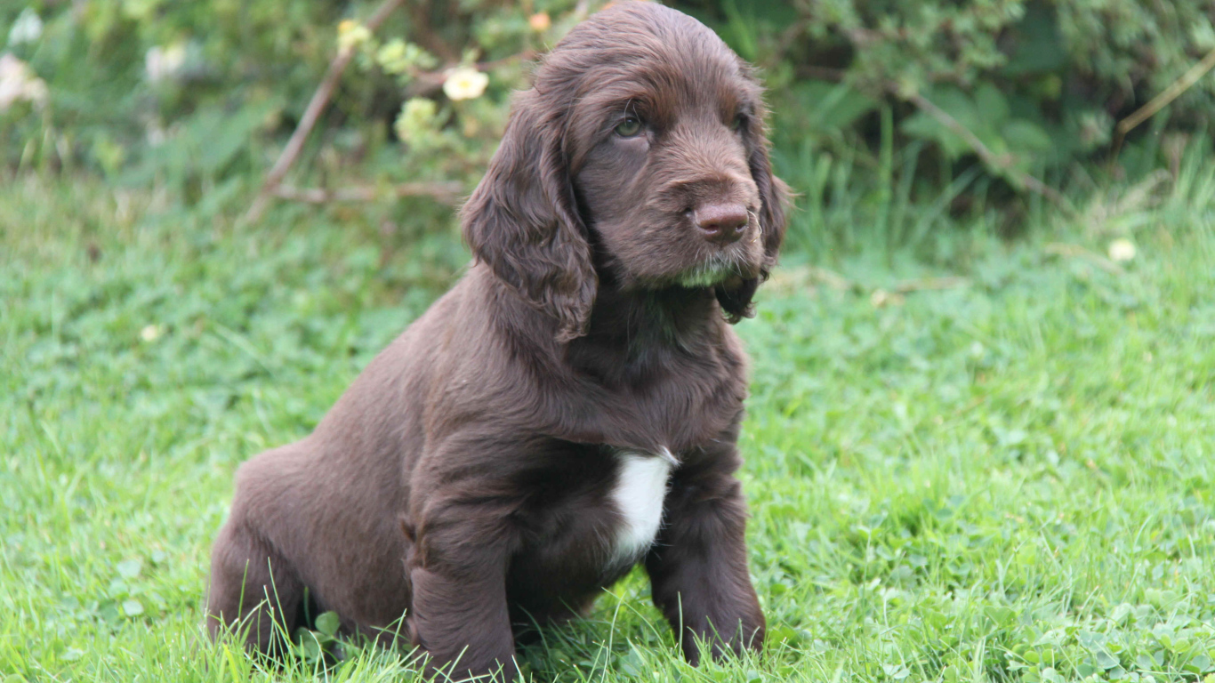 Щенок спаниель в поле