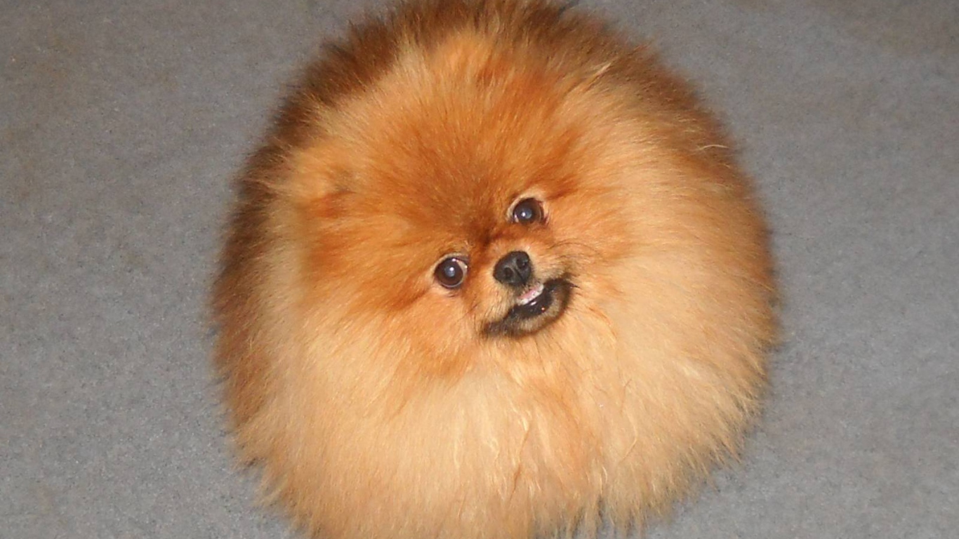 Шпиц пушистое облако