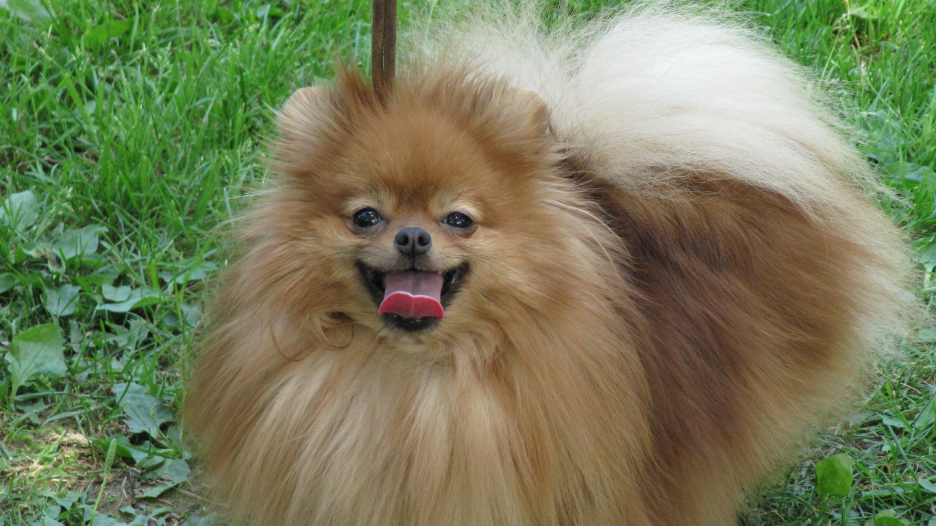 Шпиц на лугу улыбается