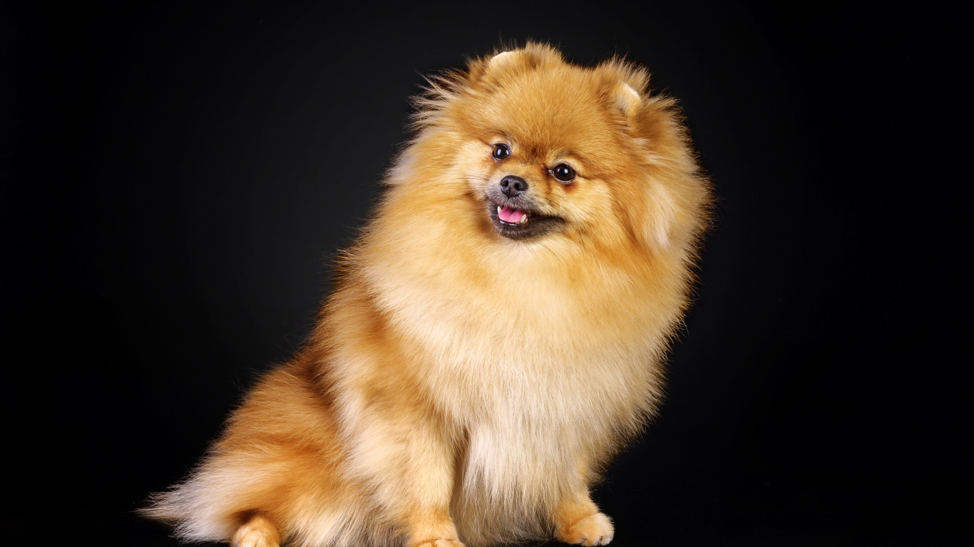 Шпиц на черном фоне
