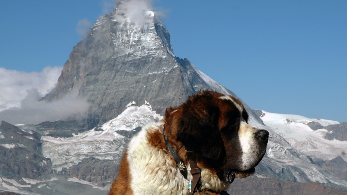 Сенбернар на фоне горы