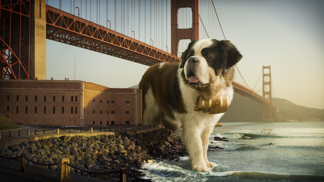 Сенбернар в Сан-Франциско