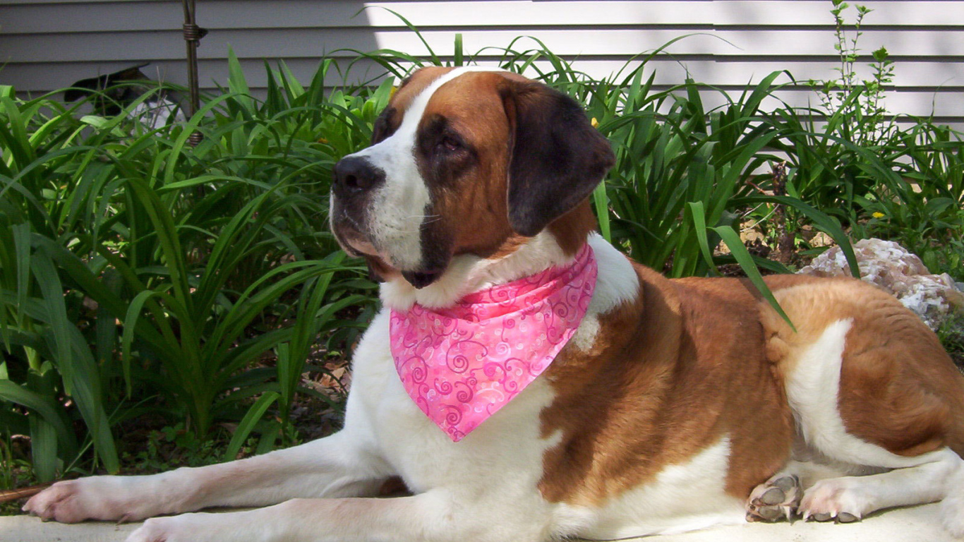 Сенбернар в розовой повязке