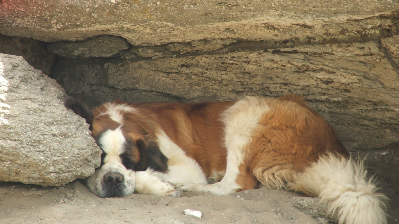 Сенбернар прилег отдохнуть под скалой