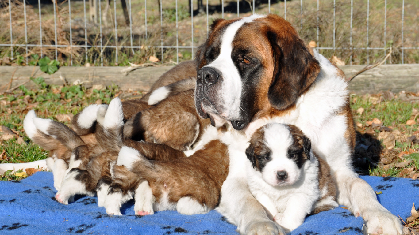 Мама сенбернар с щенками