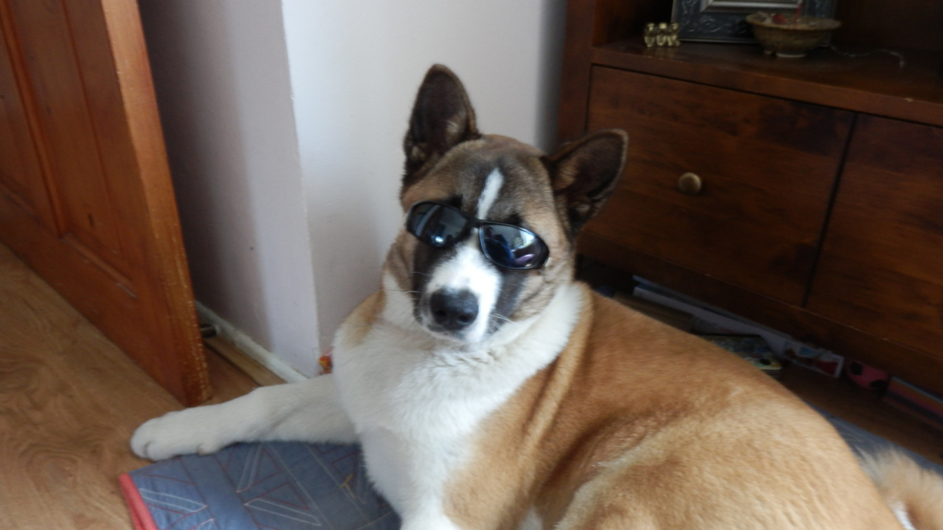 Крутой пес американская акита