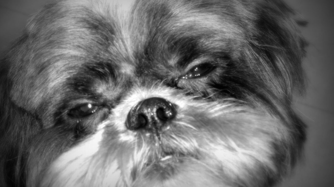 Строгий взгляд шитцу