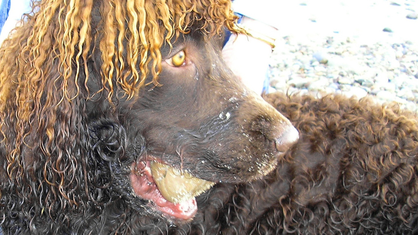 Удивленный ирландский водяной спаниель