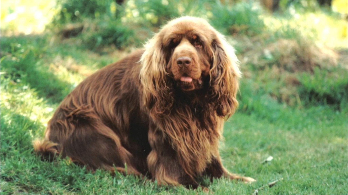 Сассекский спаниель на лугу