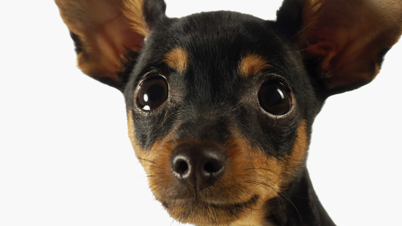 Милая мордашка чихуахуа