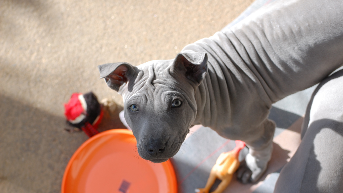 Тайский риджбек просит кушать