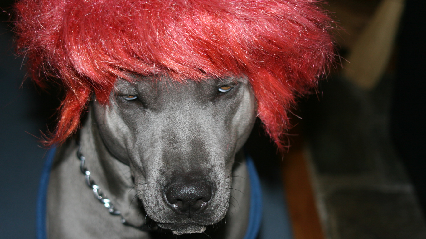 Тайский риджбек в парике