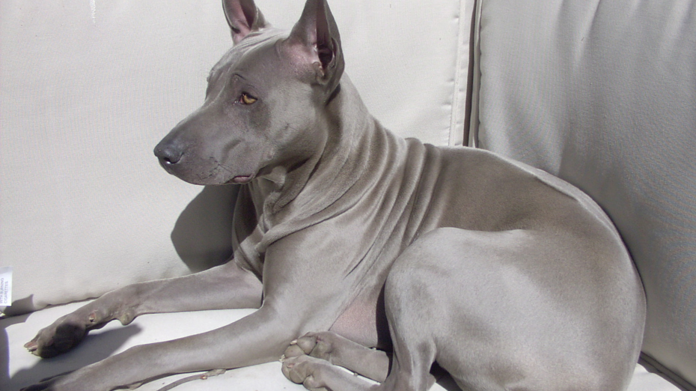 Тайский риджбек на диване