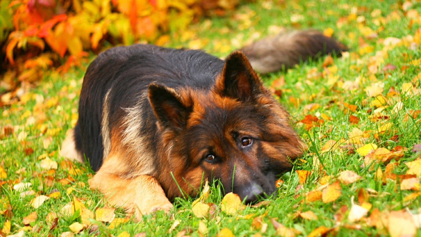Немецкая овчарка лежит среди осенних листьев