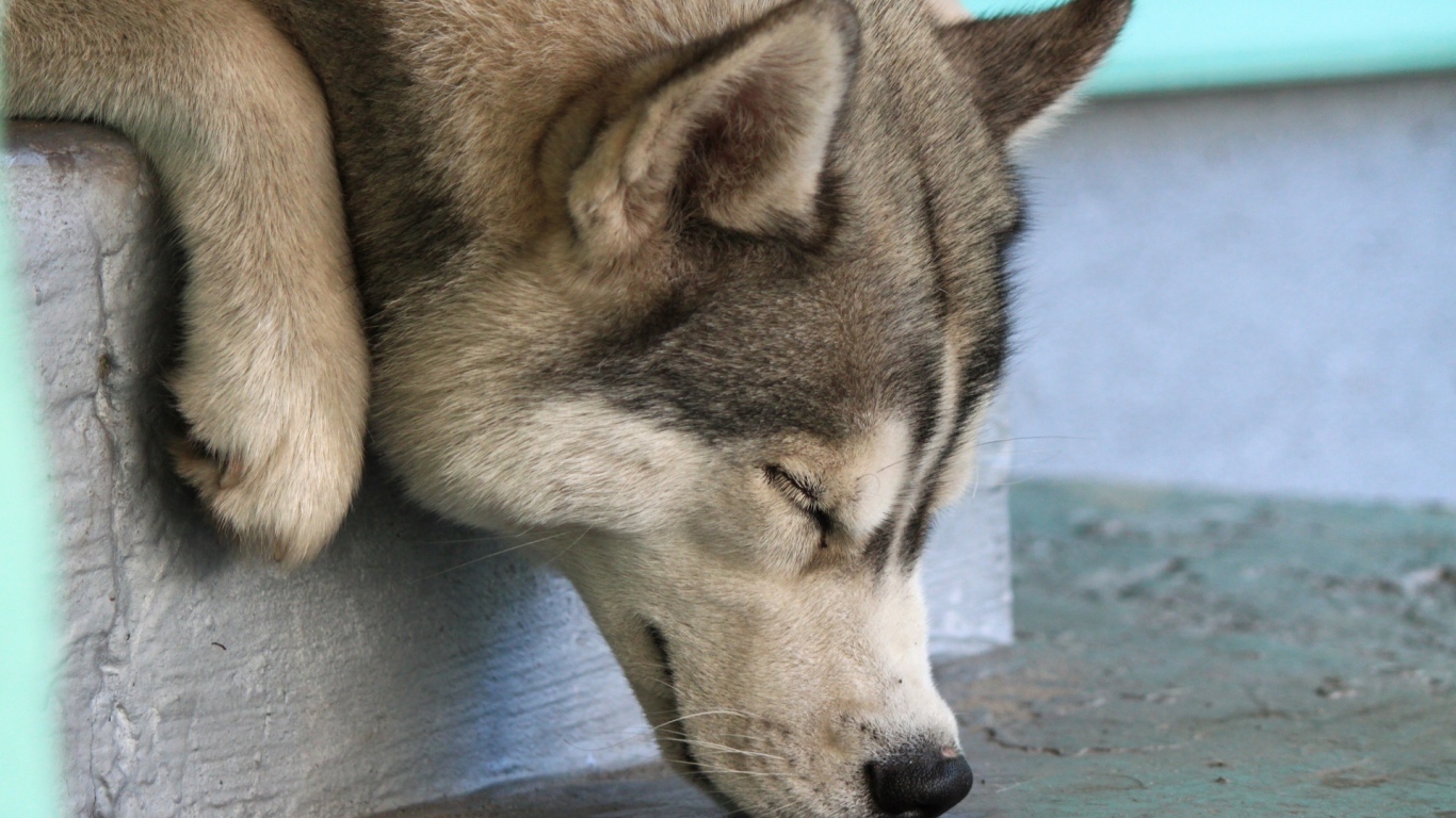 Собака Хаски спит