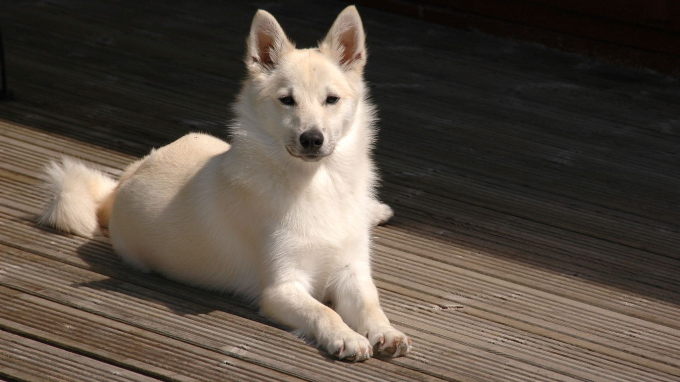 Белый окрас собаки норвежский лундехунд