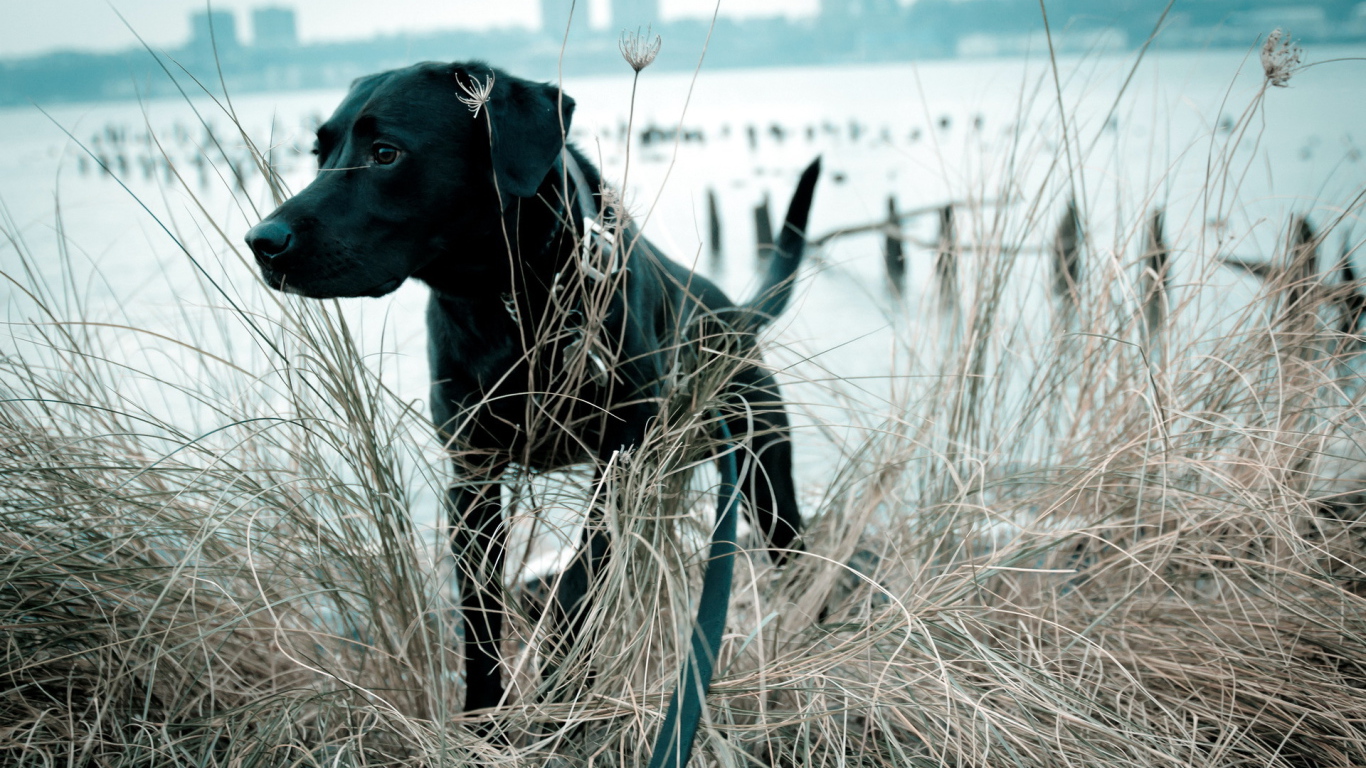 Собака в траве у озера