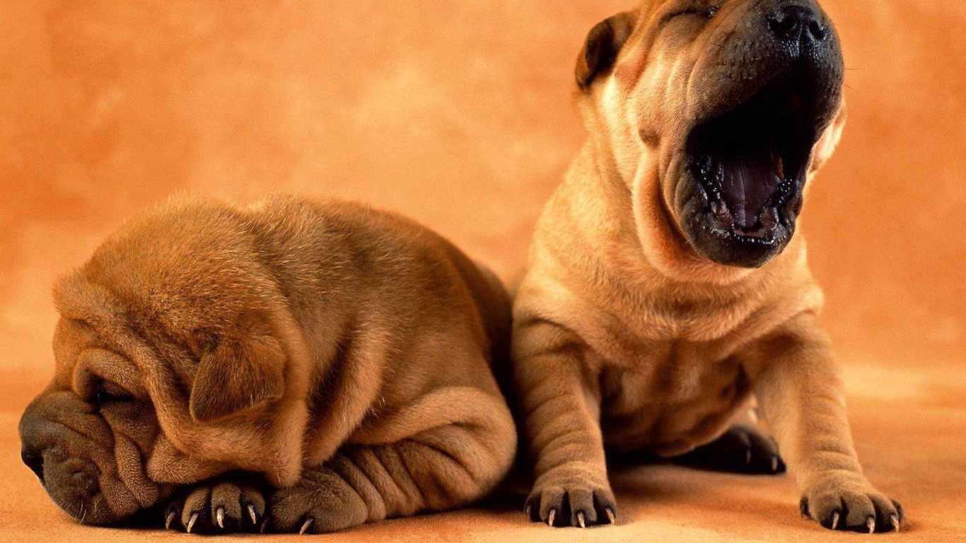 Собака хочет спать