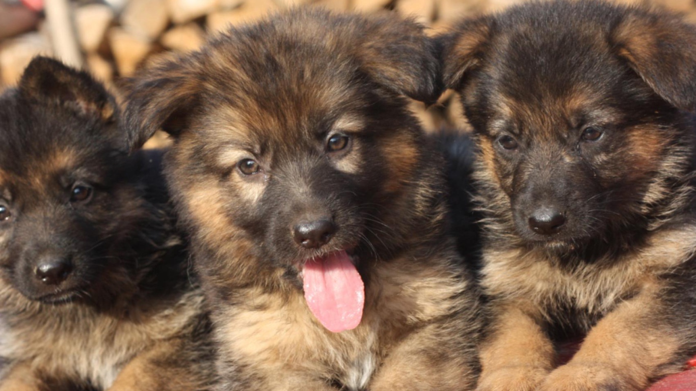 Three German Shepherd puppy