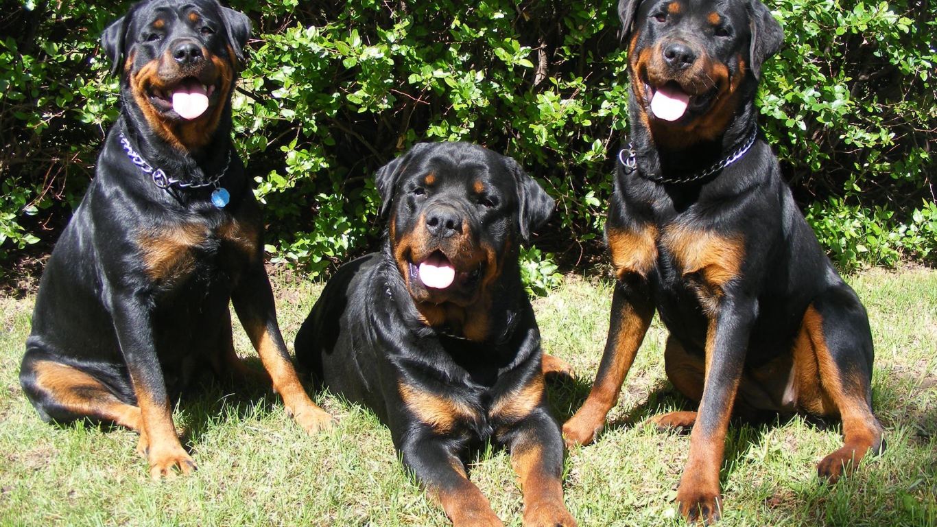 Три друга ротвейлера
